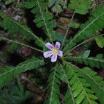 Biophytum talbotii Flower