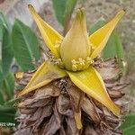 Musella lasiocarpa Flower