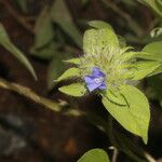 Jacquemontia tamnifolia Blüte