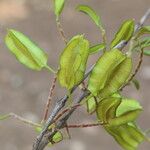 Combretum adenogonium Fruit