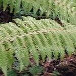 Dryopteris crassirhizoma List