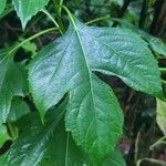 Tithonia diversifolia Foglia