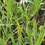 Geropogon hybridus Yaprak
