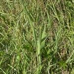Phleum pratense 花