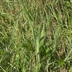 Phleum pratense Flower