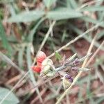 Macroptilium prostratum Λουλούδι