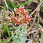 Helichrysum glumaceum Kwiat
