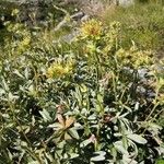 Potentilla valderia Fula