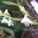 Polystachya albescens Blomma