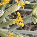 Euphorbia aphylla Flor