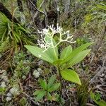 Psychotria rupicola Vivejo