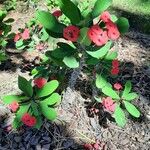 Euphorbia milii Kukka