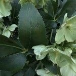 Helleborus argutifolius ഇല