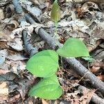 Smilax glauca ഇല