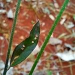 Schwenckia americana Leaf