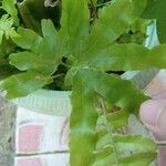 Lygodium venustum Leaf