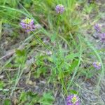 Polygala curtissii Flower