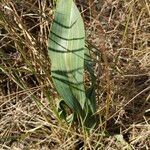 Bupleurum rigidum Leaf