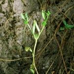 Ranunculus lateriflorus Drugo