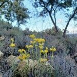 Phlomis lychnitis Vekstform