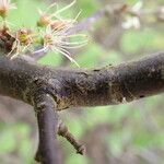 Prunus spinosa چھال