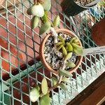 Adromischus montium-klinghardtii عادت داشتن