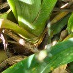 Dactylis glomerata Outro