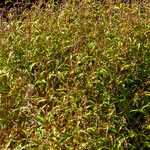 Persicaria hydropiper Žiedas