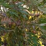 Grevillea robusta Folha
