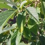 Halesia carolina Blad