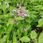 Fridericia chica Hoja