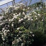 Rhododendron hongkongense Habit