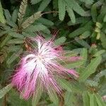 Calliandra brevipes Kvet