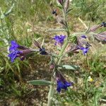 Anchusa undulata Floare