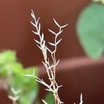 Eragrostis plana Fruto