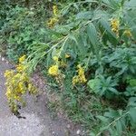 Solidago canadensisЦветок