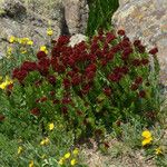 Rhodiola integrifolia Habit