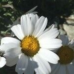 Leucanthemopsis alpina 花