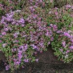 Rhododendron saluenense Habitus