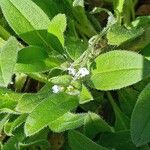 Myosotis minutiflora Flower