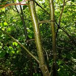 Tilia cordata Bark