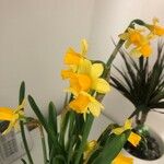 Narcissus jonquilla Кветка