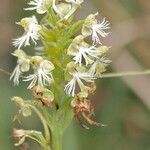 Platanthera lacera Flower