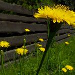 Hypochaeris radicata Blüte