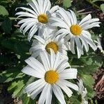 Leucanthemum × superbum花