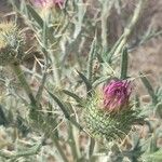Cirsium echinatum 花