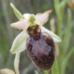 Ophrys exaltata Квітка