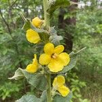 Verbascum densiflorumFlor