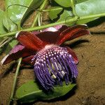 Passiflora gabrielliana Flower