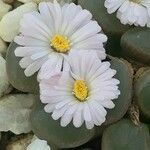 Lithops marmorata फूल